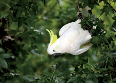 Social Learning in the Animal Kingdom - Science