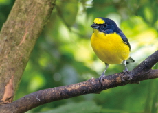 Kleptoparasitism: When Birds Become Thieves - Science