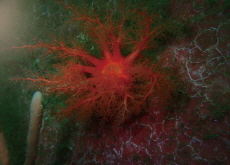 Sea Cucumber With ‘Tissue Immortality’ Challenges What It Means To Be Alive - Special Report