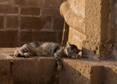 Should Local Governments Support Stray Cat Feeding Stations? - Debate
