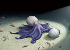 Golf Ball-Sized Octopus Identified as New Species - Science