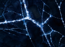The Secret Fungal Network Beneath Our Feet - Science