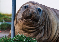 Meet Neil, Tasmania’s Unlikely Celebrity - In Spotlight