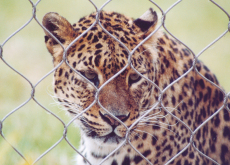 Wild animals should be in captivity - Debate