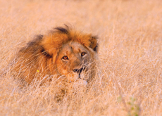 In Memory of Cecil the Lion - World News II