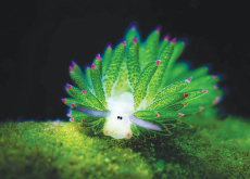 Solar-Powered Sea Slugs - Science