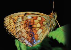 Tolerating Mosquitoes to Save Butterflies - Science