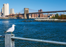 City Birds Are Smarter And Healthier Than Country Birds - Science