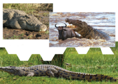 Killer Crocodiles - Knowledge