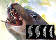 New Marsupial Discovered in Australia - Knowledge