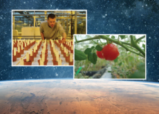 Fresh Martian Tomatoes - Science