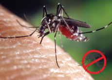 The Unlikely Truth About Mosquitoes - Science