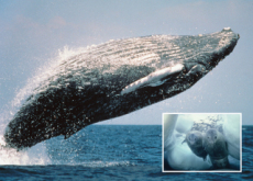 Humble Humpbacks to the Rescue! - In Spotlight