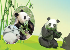 Spread the Panda Love - Knowledge