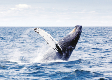 Uncovering the Whale Song - Science