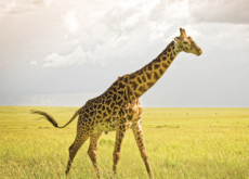 In Danger of Extinction: Giraffes - World News II