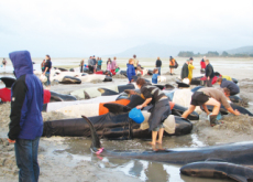 300 Stranded Whales Die In New Zealand - World News II
