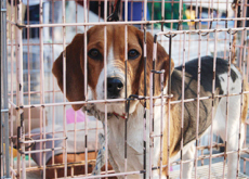 Suburban Market Bans Dog Meat Sales - National News I