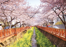 Cherry Blossom Festivals In Spring - In Spotlight