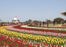 Tulip Festivals In Korea - In Spotlight