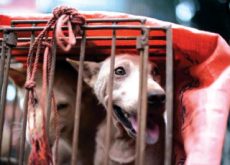 Taiwan Bans Dog Meat - Focus