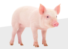Scientists Develop Pig With Alzheimer’s - National News II