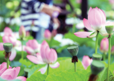 Buyeo Seodong Lotus Festival - In Spotlight