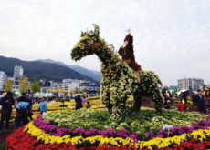 Chrysanthemum Festivals - In Spotlight