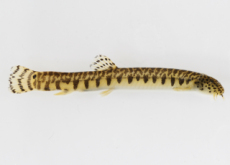 New Group Habitat Of Rare Species Of Loaches Discovered - Focus