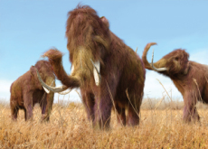 Scientists Discover New Information On The Wooly Mammoth  - Science