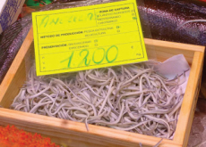 Baby Eels: An Expensive Spanish Delicacy - Focus