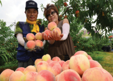 Sejong Jochiwon Peach Festival - In Spotlight