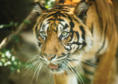 Siberian Tigers Back In The Wilderness - National News II