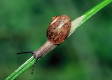 Memory Transplants Achieved In Snails - Science