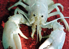 Catching A Rare White Lobster - World News I