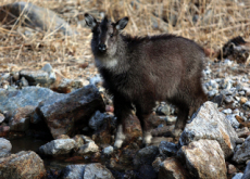 The Discovery Of A Female Long-Tailed Goral - Focus