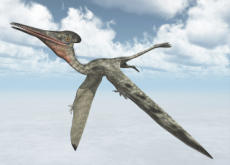 The World’s Oldest Pterodactyl Fossil - World News I