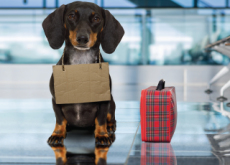 Disaster Preparation For Your Pet - Culture/Trend