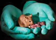 Scientists Make Baby Mice From Two Mothers - Science