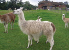 Scientists Look To Llama Blood To Fight The Flu - Science