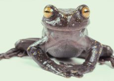 Frog With Claws Found In Ecuador - World News I