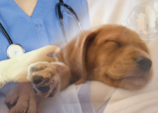 Is It Okay To Euthanize Your Pet? - Debate