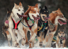 Iditarod Comes To End With Close Finish - Sports