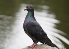 Racing Pigeon Sold At Auction - Sports