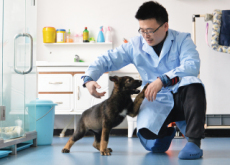 China Starts Cloning Police Dogs - Science