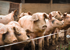 Ban on Foreign Livestock Products - National News II