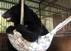 Guaranteeing Bears Better Living Conditions - National News II