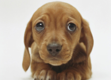 The Evolution of Puppy-Dog Eyes - Science