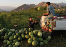 Buying Watermelons for Suffering Farmers - World News II