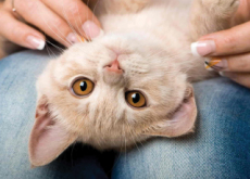 Your Cat Loves You, Too - Science